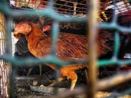 Chickens and Hens inside cages on local meat farm. Group of fresh alive chickens selling on meat marketの写真素材