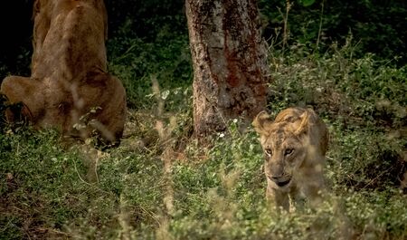 Lion Cub playing behind mother lion on isolated on forest background.の写真素材