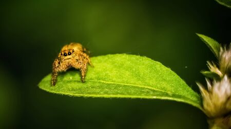Jumping spider (Sitticus fasciger) on leaf extreme close up. Macro photo of jumper Spider on green leaf isolated green background and space for copy text.の写真素材