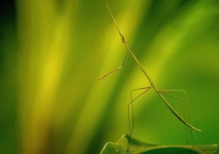 Grass mantis portrait - Close up of green grass mantis standing on the green leaf isolated on green...