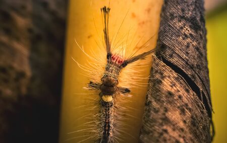 Caterpillar eating a leaf. Close up of caterpillar roaming and eating a green leaf on isolated on green background. Macro photography.の写真素材