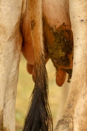 unhygienic cow breast / cow udder. closeup of Breast milk of cows in livestock farm. Cow's breast ,udder and cow nipples.の写真素材