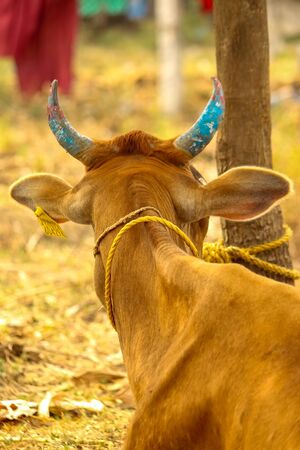 Red Cow sitting down with blue painted horns on shot of behind the cow. Indian Cow horns. color cow hornsの写真素材