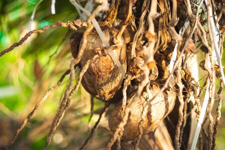 Dry coconut / old coconut on tree isolated on green coconut tree background. Brown coconut help to make coconut oil and dry coconut sweets. healthy and tasty food.の写真素材