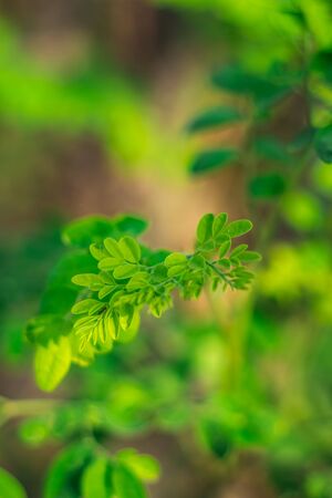 Drum Stick Leafs. Moringa leaves / drumstick spinach. Moringa oleifera Drum stick tree Leaf. Moringa Oleifera known as the drum stick tree is an amazing tree, its can be used as food or medicine,の写真素材
