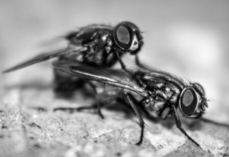 Housefly Mate close up Macro shot. The housefly is a fly of the suborder Cyclorrhapha, and has spread all over the world as a commensal of humans. Most common fly species found mating in housesの写真素材