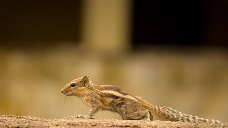 Cute palm squirrel eating fruits in the park.The Indian palm squirrel or three-striped palm squirrel...