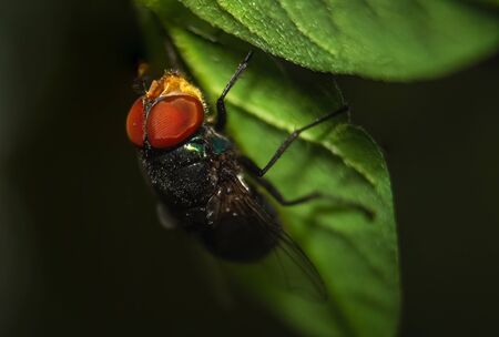 Housefly Eye focus close up Macro shot. Housefly is a fly of the suborder Cyclorrhapha, and has...
