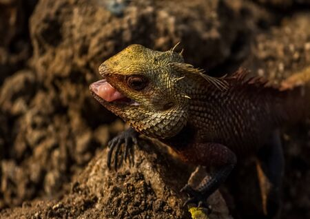 Yellow Garden Lizard or Indian Garden Lizard. World Lizard Day. Detail eye portrait of exotic tropical animal in green nature habitat in india isolated on green nature background.の写真素材