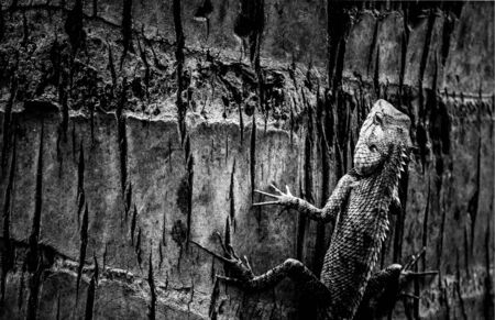 Garden Lizard or Indian Garden Lizard. World Lizard Day, Detail eye portrait of exotic tropical animal in green nature habitat in india isolated on dark background.の写真素材