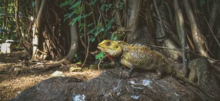 Yellow Garden Lizard or Indian Garden Lizard. World Lizard Day. Detail eye portrait of exotic tropical animal in green nature habitat in india isolated on green nature background.の写真素材