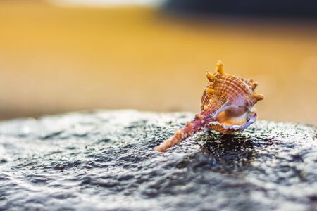 Seashell in the Beach rock on the background of beach and sea - (shallow DOF). Beach with conch seashell under blue sky at sunrise. Single shell on beach seascape.の写真素材