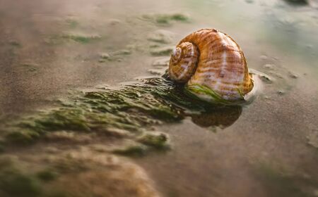 Big seashell on the sand on the beach with water sea grasses in the back-light of sunset, background, close up. Beautiful Sea shell on the beach.Selective focus of a seashell .の写真素材
