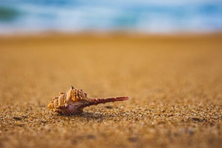 Seashell in the sand on the background of beach and sea - (shallow DOF). Beach with conch seashell under blue sky at sunrise. Single shell on beach seascape.の写真素材