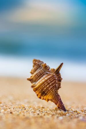 Seashell in the sand on the background of beach and sea - (shallow DOF). Beach with conch seashell under blue sky at sunrise. Single shell on beach seascape.の写真素材