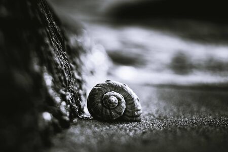Big seashell on the sand on the beach with water sea grasses in the back-light of sunset, background, close up. Beautiful Sea shell on the beach.Selective focus of a seashell .の写真素材