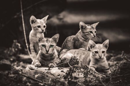 Monochrome - Cat Family lies in the middle of the forest. Family group of four fluffy beautiful kitten with mother Cat lie on Forest background. Mother Cat with Cute Kitten cats on Balck and White .の写真素材