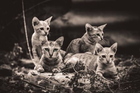 Monochrome - Cat Family lies in the middle of the forest. Family group of four fluffy beautiful kitten with mother Cat lie on Forest background. Mother Cat with Cute Kitten cats on Balck and White .の素材 [FY310150107621]