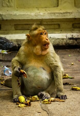 Big fat monkey king eating fruits with mount full loaded of banana and having bananas on its hand. Indian temple monkeysの写真素材