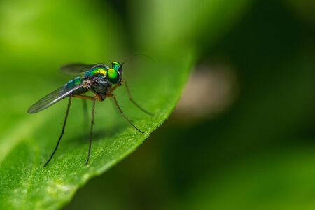 Long legged fly ( Condylostylus ) eyes focused on a leaf with blurred background. Macro shot of Long-legged flies also called as Green Mosquito.の写真素材