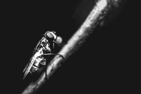 Housefly close up Macro shot. The housefly is a fly of the suborder Cyclorrhapha, and has spread all...