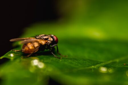 Housefly close up Macro shot. The housefly is a fly of the suborder Cyclorrhapha, and has spread all...