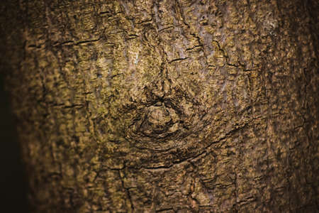 Neem tree trunk slice cut from the woods.Textured surface with rings and cracks. Neutral brown background made of hardwood from the forestの写真素材