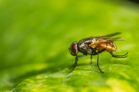 Housefly close up Macro shot. The housefly is a fly of the suborder Cyclorrhapha, and has spread all...