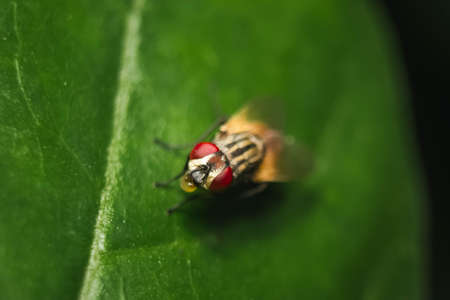 Housefly close up Macro shot. The housefly is a fly of the suborder Cyclorrhapha, and has spread all...