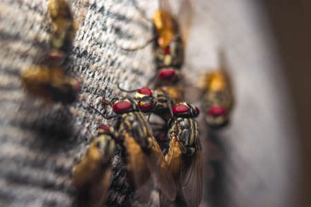 Group of Housefly close up Macro shot. The housefly is a fly of the suborder Cyclorrhapha, and has spread all over the world as a commensal of humans. It is the most common fly species found in housesの写真素材