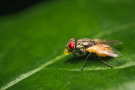 Housefly close up Macro shot. The housefly is a fly of the suborder Cyclorrhapha, and has spread all over the world as a commensal of humans. It is the most common fly species found in housesの写真素材