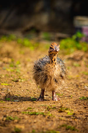 Baby Ostrich portrait .Solo baby ostrich stand on forest .World larges bird ostrich .Baby ostrich...