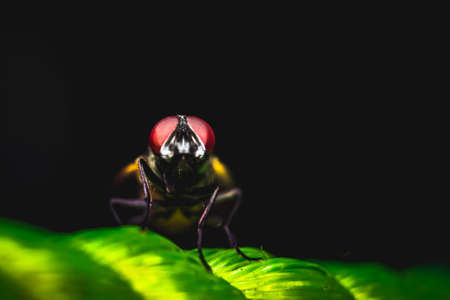 Housefly close up Macro shot. The housefly is a fly of the suborder Cyclorrhapha, and has spread all...