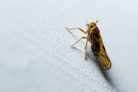 Close-up of Owlet-moth (Spirama retorta) micro moth on a white background.Small Pyralid moth, an insect in the family Pyralidae, dirty mosquito wire screen backgroundの写真素材