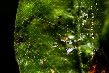 Rain water drop on Spider web with background of Plant Leaves. Fresh grass with dew drops close up - Spider net with water drops.の写真素材