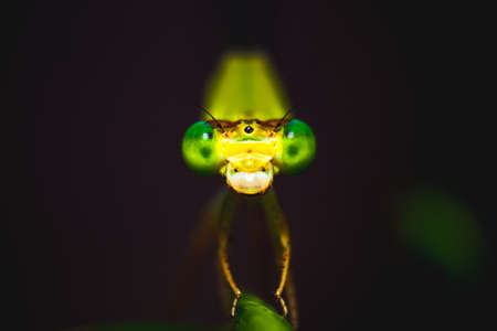 Small Dragonfly on the leaf closeup macro with selective eye focused. Adult dragonfly also called as Odonata, infraorder, Anisoptera.の写真素材