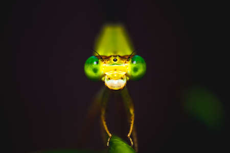 Small Dragonfly on the leaf closeup macro with selective eye focused. Adult dragonfly also called as Odonata, infraorder, Anisoptera.の素材 [FY310152956851]