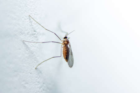 Close-up of Owlet-moth (Spirama retorta) micro moth on a white background.Small Pyralid moth, an insect in the family Pyralidae, dirty mosquito wire screen backgroundの写真素材