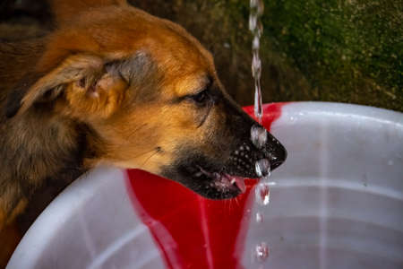 Street dog drinking water on street water tap main market / bazaar in chennai, Tamilnadu, India. Stray dog drinking water on street.の写真素材