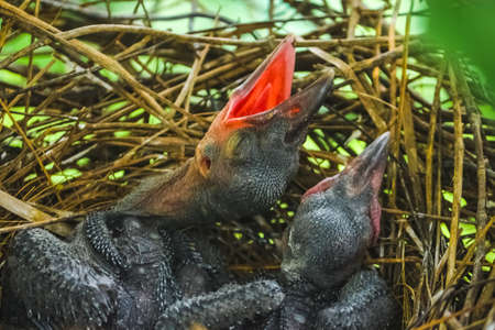 Baby crow is lying in the nest and hatching waiting for their mother for food. new born crow / corvus on crow nest top of the tree. Birds breeding at home, Baby bird on the hunt.の写真素材