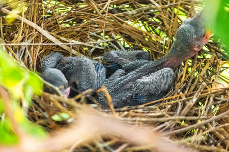 Baby crow is lying in the nest and hatching waiting for their mother for food. new born crow / corvus on crow nest top of the tree. Birds breeding at home, Baby bird on the hunt.の写真素材
