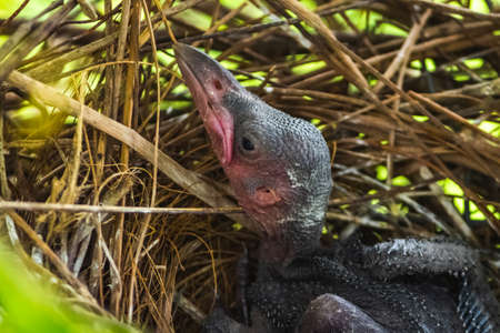 Baby crow is lying in the nest and hatching waiting for their mother for food. new born crow / corvus on crow nest top of the tree. Birds breeding at home, Baby bird on the hunt.の写真素材