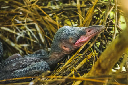 Baby crow is lying in the nest and hatching waiting for their mother for food. new born crow / corvus on crow nest top of the tree. Birds breeding at home, Baby bird on the hunt.の写真素材