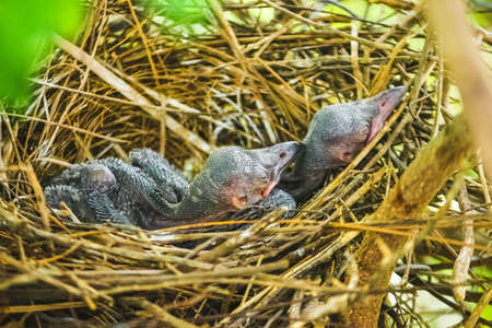Baby crow is lying in the nest and hatching waiting for their mother for food. new born crow / corvus on crow nest top of the tree. Birds breeding at home, Baby bird on the hunt.の写真素材