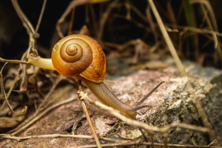 Snail - Close up Macro snail on dry leaf in the garden. Reptile Snail moving on dry leaves. Large white mollusk snails with brown striped shell, crawling on vegetables.の写真素材
