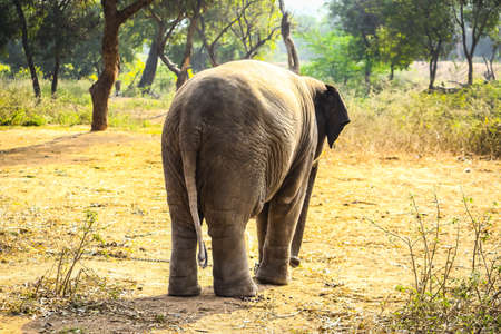 Baby Elephant Portrait. Baby elephant playing on the reserve field with isolated on forest background.の写真素材