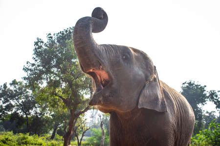 Baby Elephant Portrait. Baby elephant opening mouth & playing on the reserve field with isolated on forest background.の写真素材
