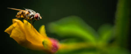Housefly close up Macro shot. The housefly is a fly of the suborder Cyclorrhapha, and has spread all over the world as a commensal of humans. It is the most common fly species found in housesの写真素材