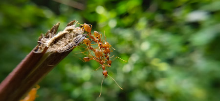 Red Ant bridge unity team. Close up Macro of Ant making unity bridge on plant with nature forest green background. Ant action standing.の写真素材