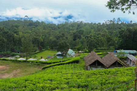 Beautiful Home Stay Villa Located On Center Of Tea Plantation in Munnar, Kerala, India. Home Stay...